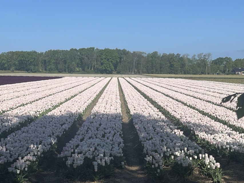 Lisse: Enjoy the Tulip Fields by Bike with a Local Guide! - A pause at the tulip farm