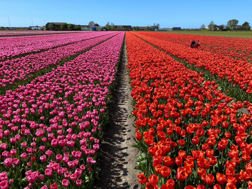 Lisse: Enjoy the Tulip Fields by Bike with a Local Guide! - Kasteel Keukenhof and the road back
