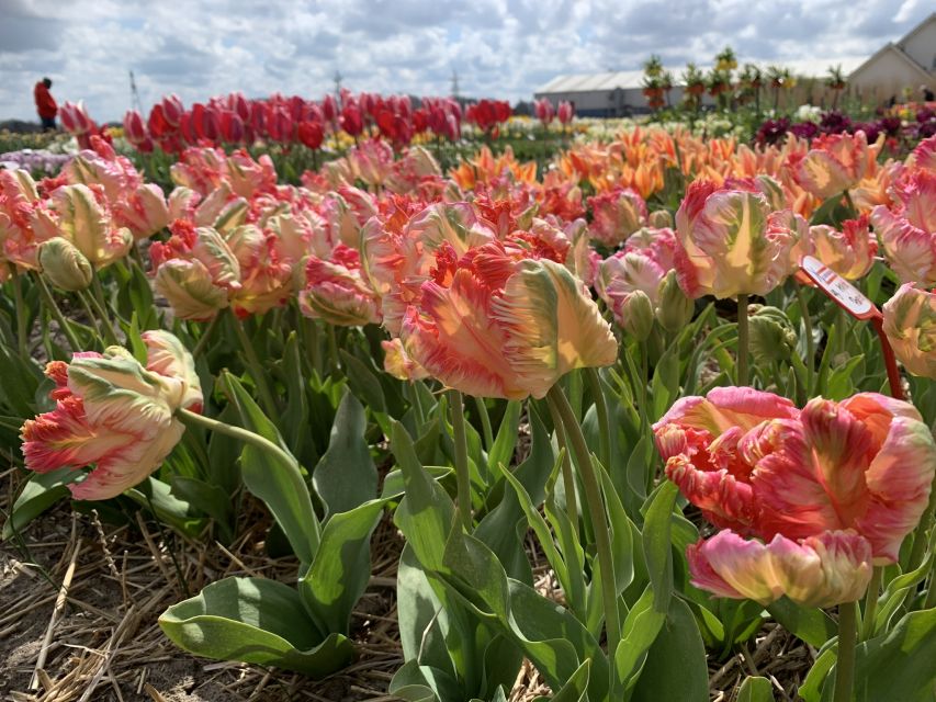 Lisse: Enjoy the Tulip Fields by Bike with a Local Guide! - Best dates for the flower show