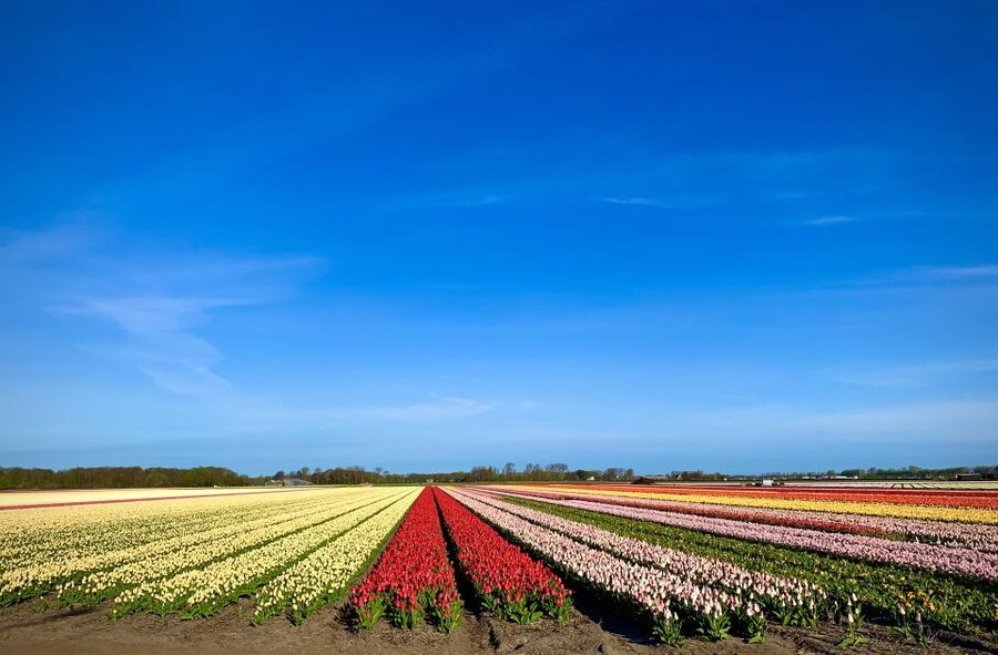 Lisse: Enjoy the Tulip Fields by Bike with a Local Guide! - Should you book this Lisse bike tour?