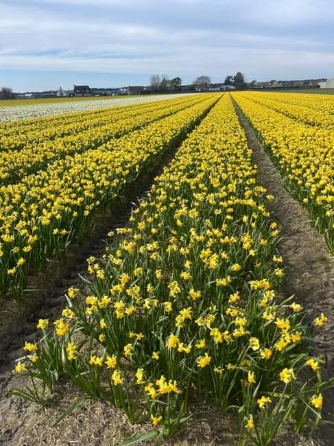 Lisse: Private Tulip Fields Tour with a Local Guide 1h Tour - What the guides add