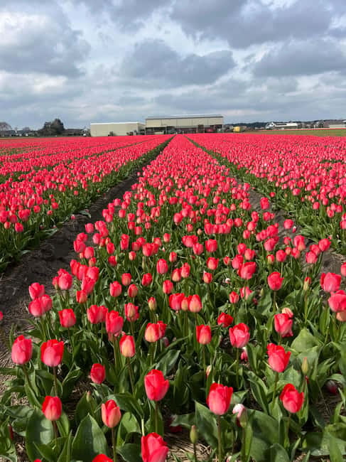 Lisse: Private Tulip Fields Tour with a Local Guide 1h Tour - How the price compares with the experience