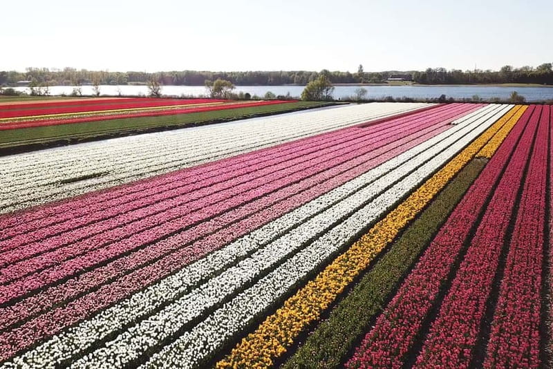 Lisse: Self-Guided Tulip Fields GPS Audio Tour - The bulb nursery adds local meaning