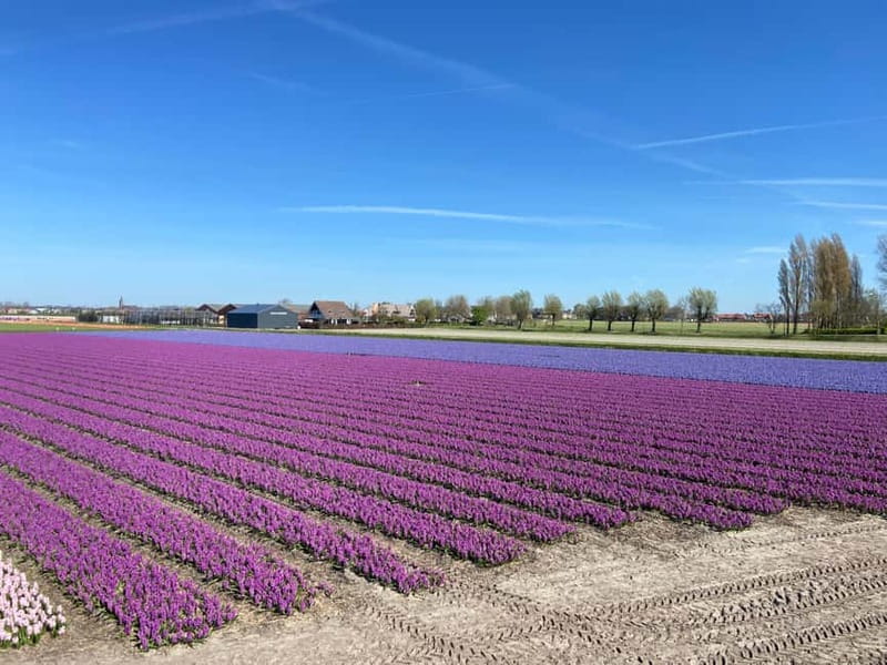 Lisse: Self-Guided Tulip Fields GPS Audio Tour - Who should book this outing?
