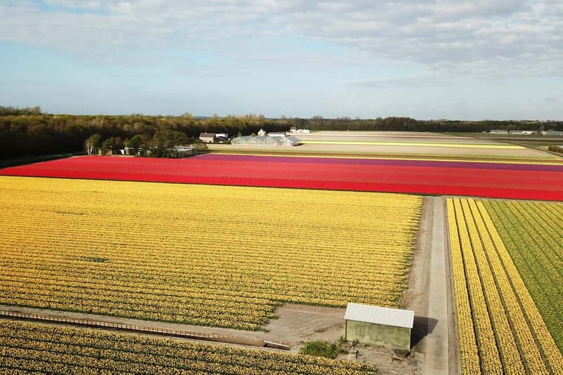 Lisse: Self-Guided Tulip Fields GPS Audio Tour - Following the 20-kilometer flower route