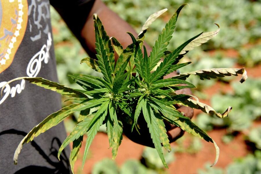 Mike Tyson inspired cannabis tour PRIVATE - Key points to know before you book