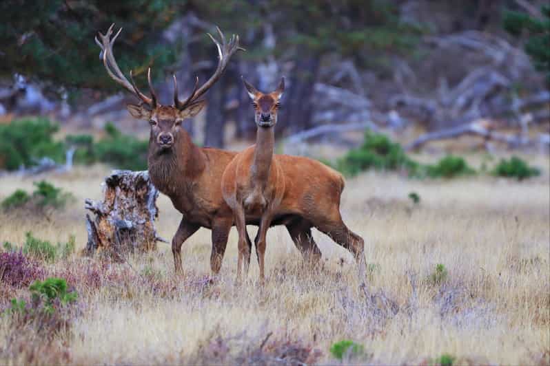 Otterlo: De Hoge Veluwe National Park Entry Ticket - Who will enjoy this most?