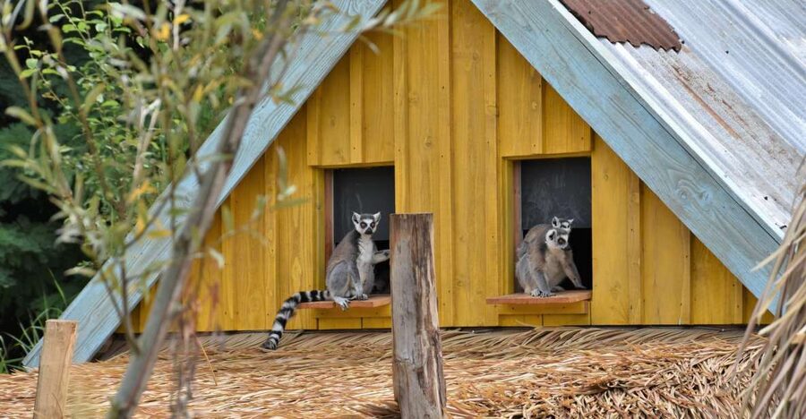Overloon: ZooParc Entrance Ticket - Feeding sessions make the schedule worth checking