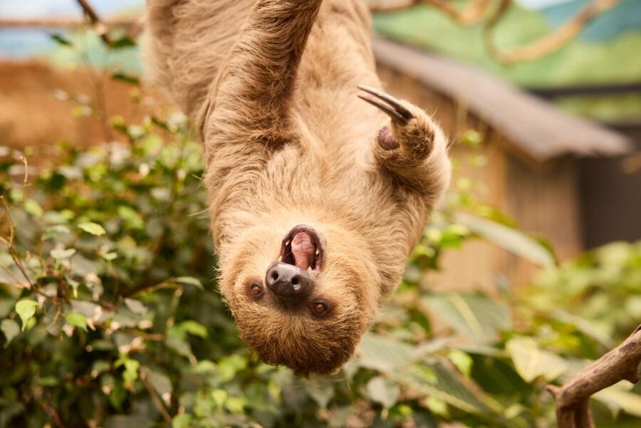 Overloon: ZooParc Entrance Ticket - The Outback feels open and spacious