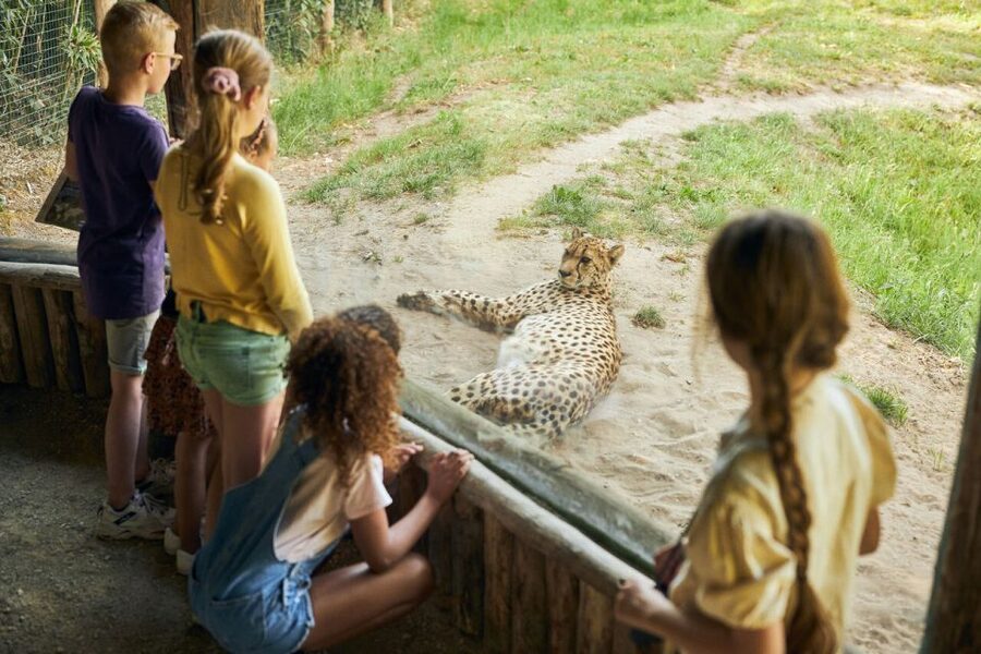 Overloon: ZooParc Entrance Ticket - Jangalee brings tigers into focus