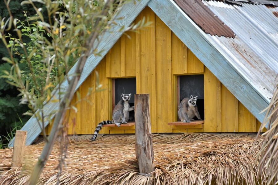 Overloon: ZooParc Entrance Ticket - Itampolo offers a gentler close encounter