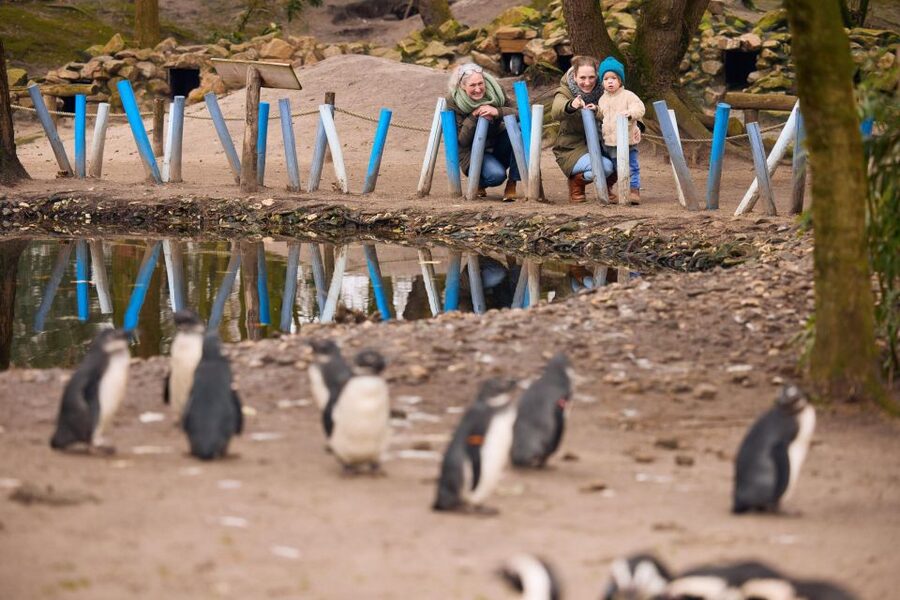Overloon: ZooParc Entrance Ticket - Boulders Beach brings penguins close