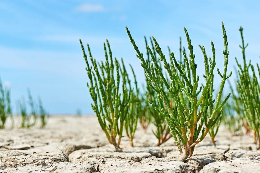 Pieterburen: Wadden Sea Mudflats Guided Walking Tour - Should you book Dijkstra’s Wadden Sea walk?