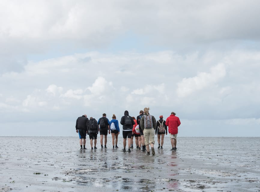Pieterburen: Wadden Sea Mudflats Guided Walking Tour - Walking into the Wadden Sea at Westernieland