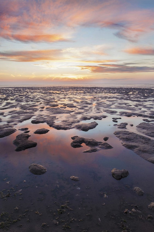 Pieterburen: Wadden Sea Mudflats Guided Walking Tour - Birdwatching across the salt marshes