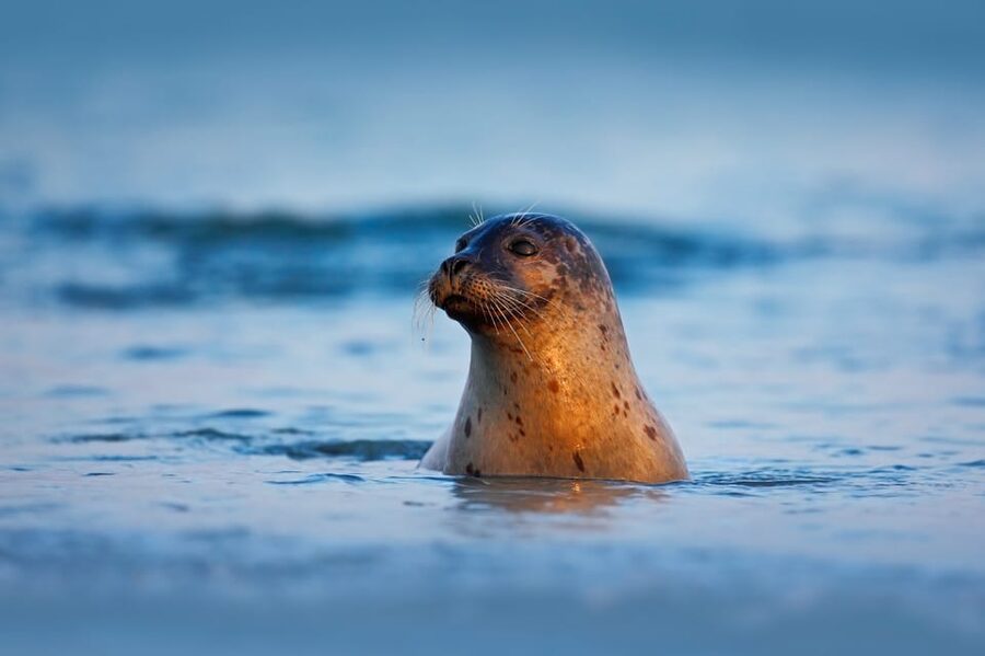 Pieterburen: Wadden Sea Mudflats Guided Walking Tour - Looking for harbor and grey seals