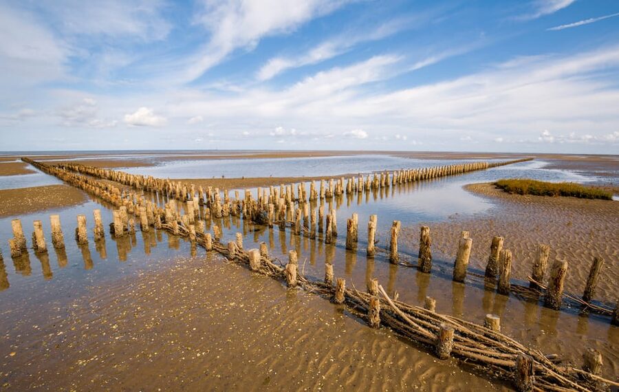Pieterburen: Wadden Sea Mudflats Guided Walking Tour - Clothing is part of your ticket