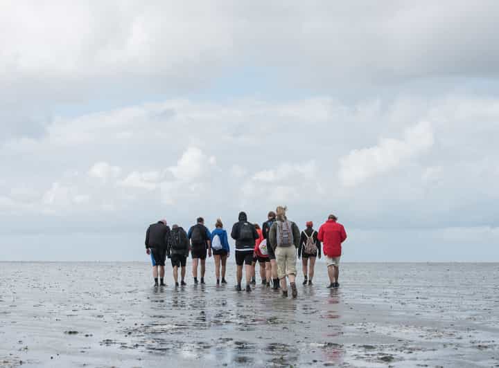 Pieterburen: Wadden Sea Mudflats Guided Walking Tour - What the 8-kilometer route feels like