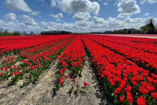 Private Day Tour to Keukenhof Gardens - from Amsterdam/Rotterdam - Is the $23 price good value?