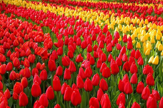 Private Day Trip to Keukenhof Gardens with Entrance Tickets - What the Private Guide Adds
