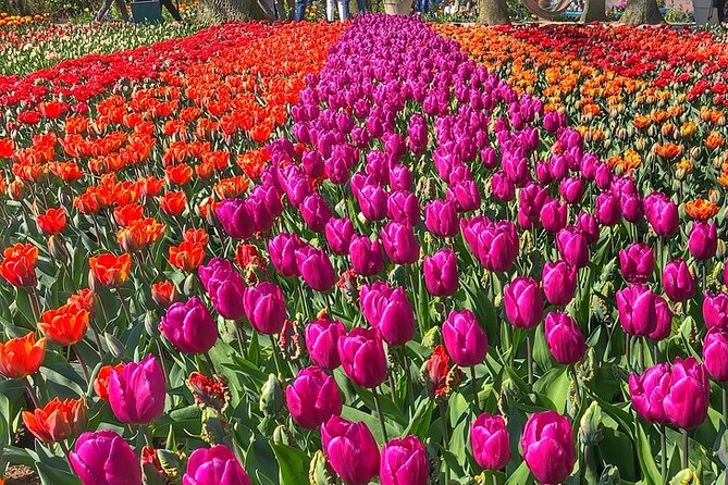 Private Day Trip to Keukenhof Gardens with Entrance Tickets - Timing, Walking, and Daily Comfort