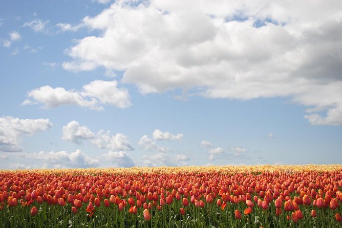 Private Half-Day Trip From Amsterdam to The Tulip Fields in Keukenhof - Why Keukenhof makes a strong half-day outing