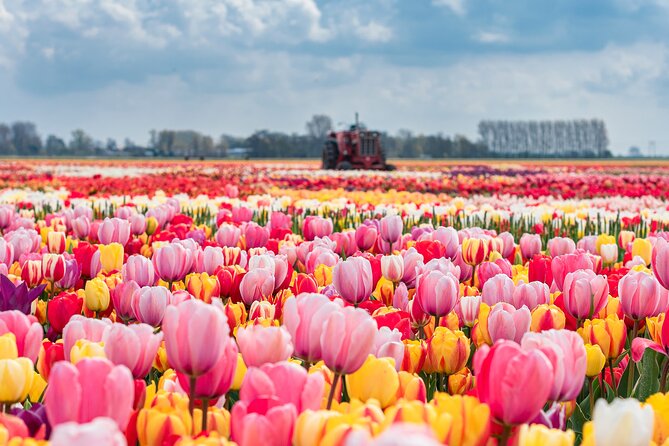 Private Keukenhof Gardens and Tulip Fields Tour from Amsterdam - Why this private tulip day works
