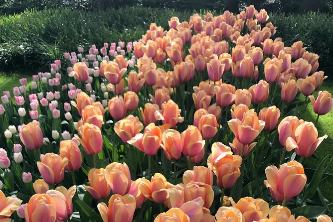 Private Tour to the Keukenhof and Tulip Fields - De Tulperij for coffee, pie, and photos