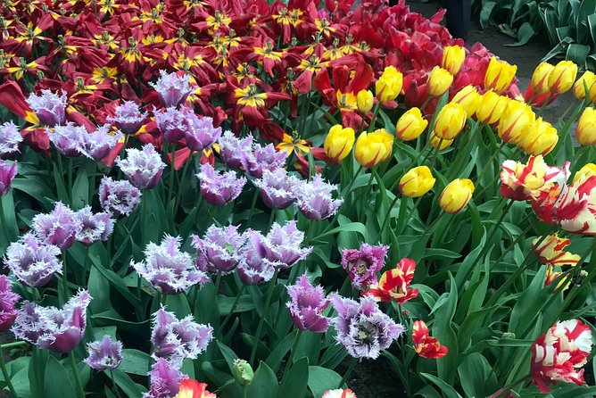 Private Tour to the Keukenhof and Tulip Fields - What the guide adds to the morning