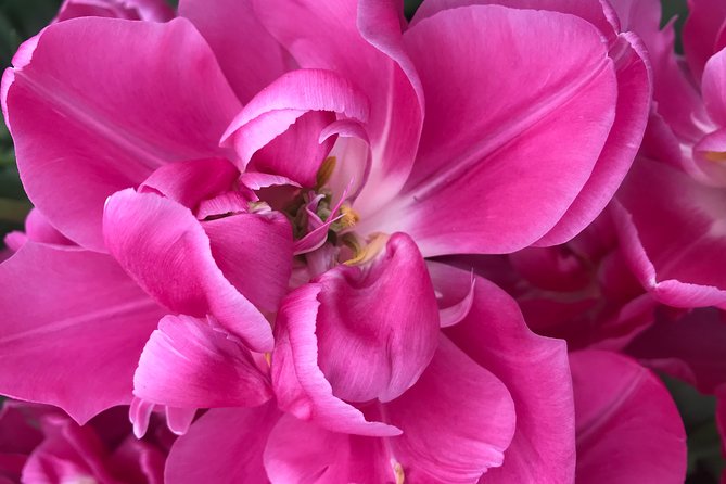 Private Tour to the Keukenhof and Tulip Fields - Who should book this experience?