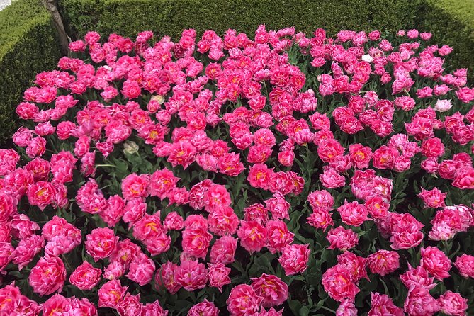 Private Tour to the Keukenhof and Tulip Fields - Aalsmeer Flower Auction from 7am to 11am