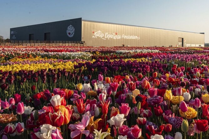 Private Tour to Tulips, Keukenhof, Windmills & Cheese Farm - Jacobs Hoeve turns cheese into a tasting stop
