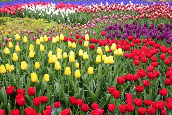 Private Tour to Tulips, Keukenhof, Windmills & Cheese Farm - Tulip Experience Amsterdam: a useful beginning