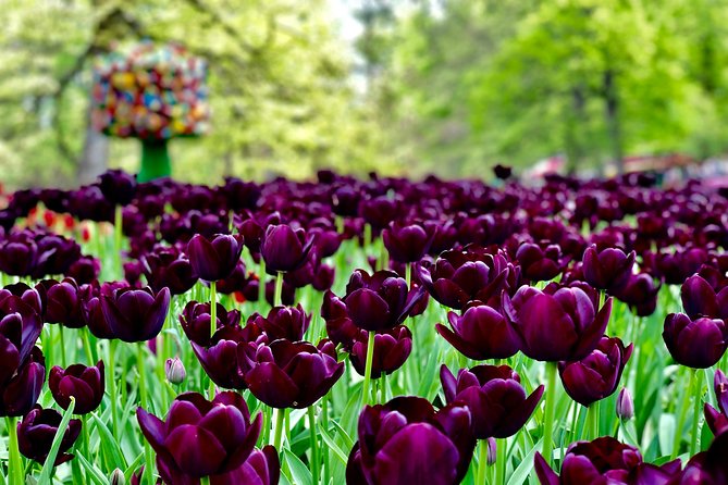 Private Tour to Windmills Zaanse Schans +Keukenhof - 7 Hours - Price, group size, and what you receive