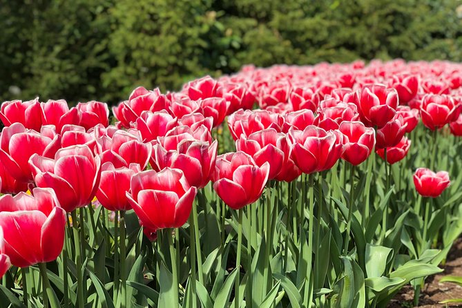 Private Tour to Windmills Zaanse Schans +Keukenhof - 7 Hours - Is this the right Dutch day trip for you?