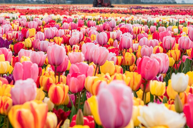 Private Tulip Fields, Windmills and Cheese Tour from Amsterdam - Key things to know before you book