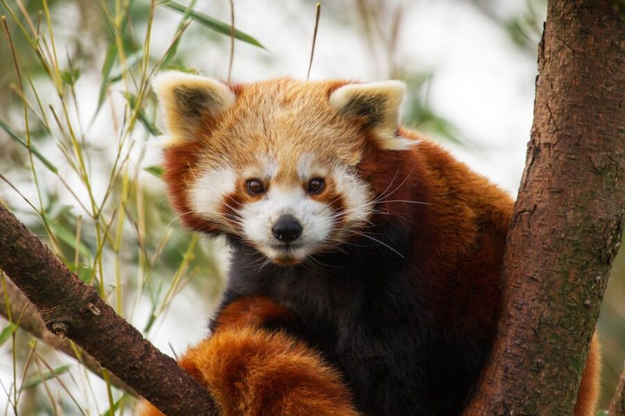Rhenen: Ouwehands Zoo Entry Ticket - A full day with room for breaks