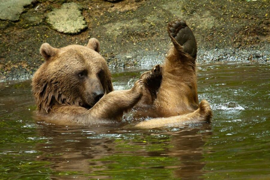 Rhenen: Ouwehands Zoo Entry Ticket - Who gets the best value from $36