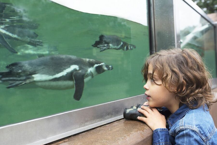 Rhenen: Ouwehands Zoo Entry Ticket - Should you book Ouwehands Zoo?