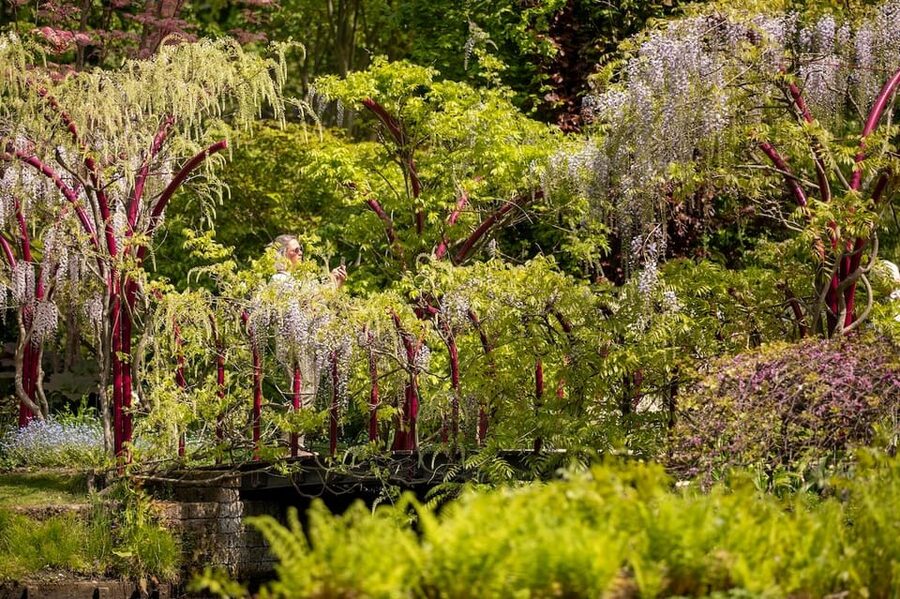 Rotterdam: Trompenburg Botanical Gardens Entry Ticket - Sunday walks, workshops, and lectures