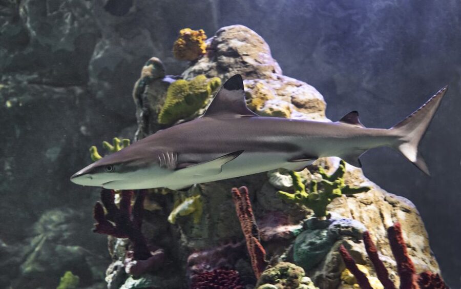 Scheveningen, The Hague: Sea Life Entry Ticket - Sharks, rays, seahorses, and tropical fish