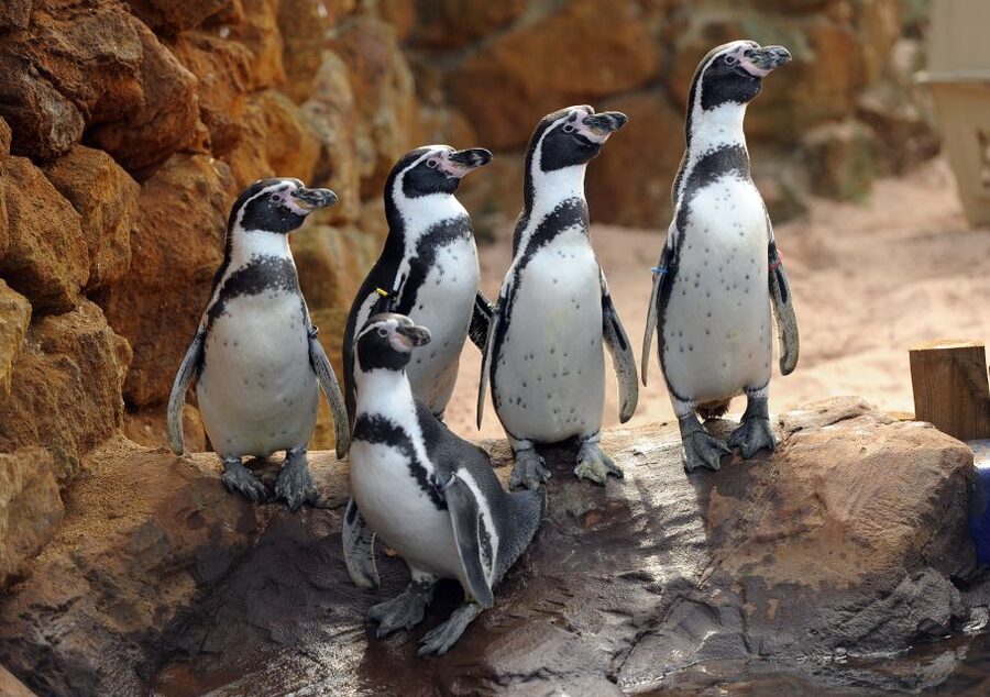 Scheveningen, The Hague: Sea Life Entry Ticket - How long should you allow?