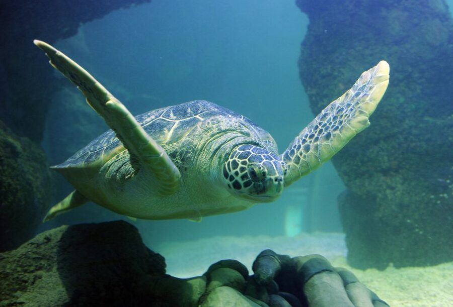 Scheveningen, The Hague: Sea Life Entry Ticket - From Dutch rivers to the ocean