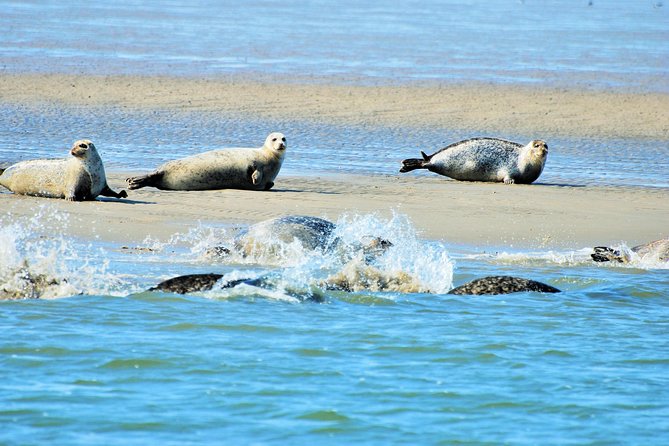 Seal Safari at UNESCO Site Waddensea from Amsterdam - Key points at a glance