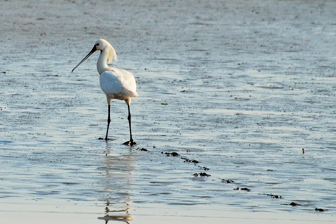 Seal Safari at UNESCO Site Waddensea from Amsterdam - The 17th-century village of Twisk