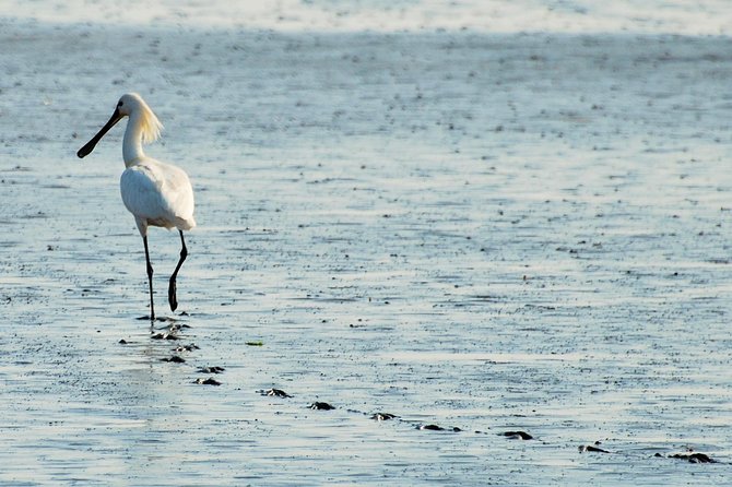 Seal Safari at UNESCO Site Waddensea from Amsterdam - Is $149.78 a fair price?