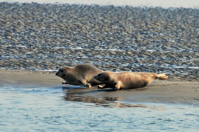 Seal Safari at UNESCO Site Waddensea from Amsterdam - Weather, clothing, and timing