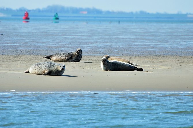Seal Safari at UNESCO Site Waddensea from Amsterdam - Seeing seals from the Wadden Sea boat