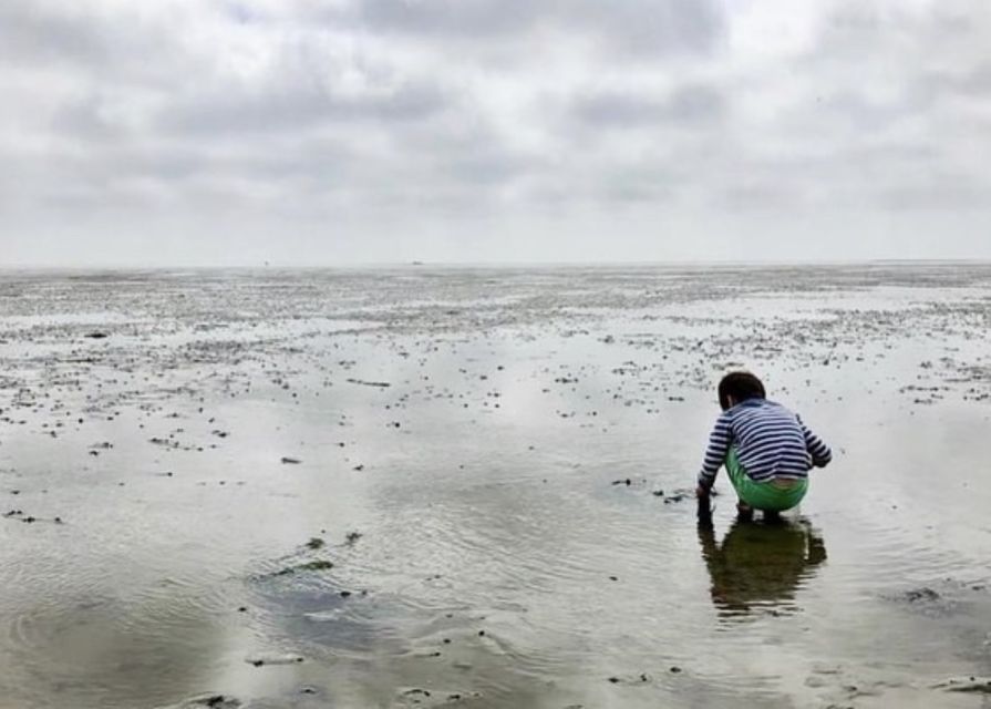 Small group full day island tour to Texel from Amsterdam - Beaches, tidal flats, and the Wadden Sea