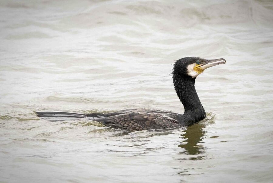 Small group full day island tour to Texel from Amsterdam - A possible seal-spotting add-on to the day